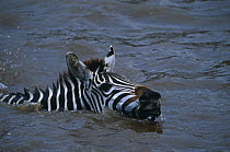 Common zebra {Equus quagga} swimming across Mara river during migration, Masai Mara GR, Kenya