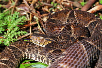 Viper (Bothrops atrox). Gorgona Is, Colombia. snake