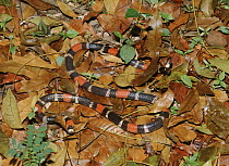 Coral snake, Trinidad.