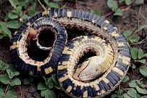 Western hog nose snake feigns death for self-defense. Gray Ranch NR, USA