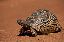 Leopard tortoise on sand. Tsavo National Park, Kenya