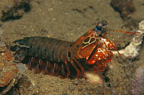 Mantis shrimp (Odontodactylus scyllarus) Indo-Pacific