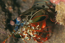 Mantis shrimp  (Odontodactylus scyllarus) Indo-Pacific