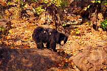 Sloth bear carrying young on back, Bandhavgarh National Park, India