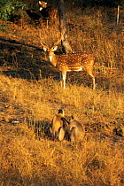 Chital / Spotted deer stag (Axis axis) with Hanuman langurs (Presbytis entellus) grooming in foreground, Bandhavgarh National Park, India