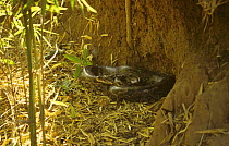 Indian python (Python molurus) Bandhavgarh NP, Madhya Pradesh, India