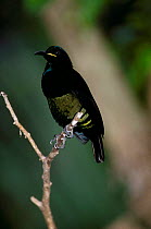 Queen Victoria riflebird (Ptiloris victoriae) Australia North Queensland captive