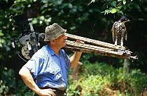 Camerman Mike Richards with Blythe's Hawk Eagle {Nisaetus alboniger}, on location for BBC programme 'Wildlife on One Special' 'Eagle', Malaysia, 1997
