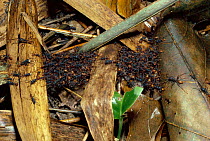 Army ants form bridge on forest floor (Eciton burchelli) Trinidad