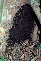 Army ants bivouac under tree (Eciton burchelli) Trinidad