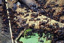 Army ants forage for prey (Eciton burchelli) Trinidad