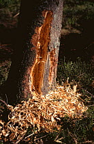 Evidenc of Black woodpecker tree damage(Dryocopus martius) Germany