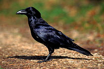 Common raven portrait (Corvus corax) Germany