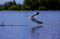 Common gull catching fish, Germany