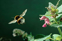 Bumblebee flies from Lamium flower (Spotted deadnettle) Germany