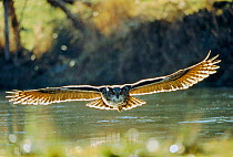 Eagle owl flying low over water (Bubo bubo) Germany.