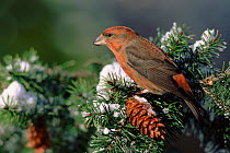 Red crossbill in conifer tree, Germany