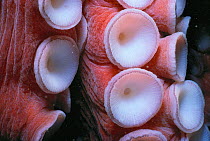 Close-up of suckers on arms of giant Pacific octopus (Octopus dolfeini) Pacific off Canada