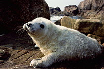 Grey seal pup. Scilly Isles, UK. (Halichoerus grypus) 2 weeks old