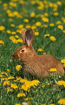 New Zealand breed of Domestic rabbit {Oryctolagus} amongst Dandelions.