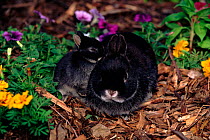 Domestic rabbit (Netherland Dwarf breed) with flowers