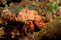 Anemone hermit crab with anemone attached, Indo-Pacific Ocean.