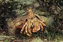 Anemone hermit crab (Dardanus pedunculatus) and anemone. Indo-Pacific Ocean