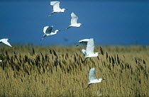 Flock of Little egrets (Egretts garzetta) flying over marsh, Germany.