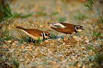 Little ringed plover courting pair, Germany, Europe