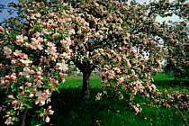 Apple tree (Malus sylvestris) in blossom. Germany