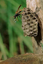 Paper wasp (Polistes gallicus) cooling nest with water. Germany, Europe