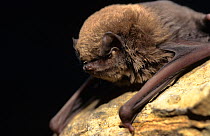Schreiber's long fingered bat. (Miniopterus schreibersii) Germany
