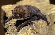 Schreiber's long fingered bat {Miniopterus schreibersii} Germany
