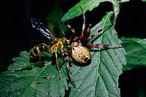 Spider hunting wasp (Pompilidae) drags orb web spider prey (Araneus sp) prey Argentina, South America