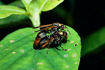 Wasp strokes female in courtship (Ropalidia grandidieri) Madagascar