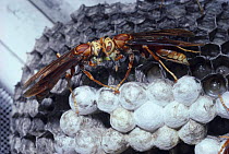 Social wasps divide food bolus at nest (Polistes cavapyta) Argentina, South America