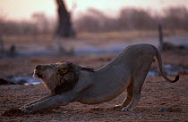 Male lion stretching. (Panthera leo) Botswana. Okavango delta. Black mane