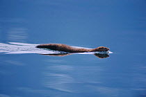 Mink swimming (Mustela vison) Okanagan Valley, BC, Canada.