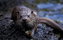 European river otter eats crab (Lutra lutra) Shetland Is, UK. Juvenile male.