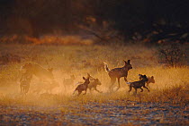 African wild dogs return to den after hunt {Lycaon pictus) Botswana