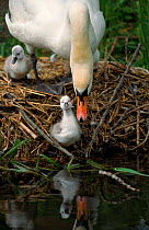 Mute Swan mother and young at river edge, England