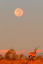 Oryx (Oryx gazella) with full moon, Kalahari Gemsbok NP Africa South Africa.