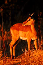 Impala (Aepyceros melampus). Savuti, Botswana, Southern-Africa