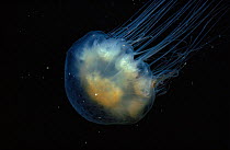 Lion's mane jellyfish (Cyanea capillata) USA, atlantic
