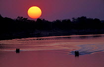 Game viewing boats at sunset. Chobe river, Chobe NP, Botswana.