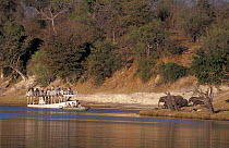 Game viewing boat watching elephants, Chobe NP, Botswana.