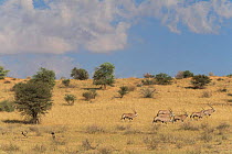 Oryx herd in Kalahari Gemsbok NP, South Africa.