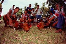 Cock fighting in the Philippines