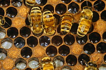 Honey bee workers feeding larvae (Apis mellifera) UK