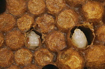 Pupae of Honey bee (Apis mellifera) in cells in beehive, UK